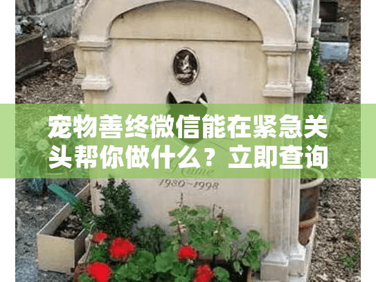 宠物善终微信能在紧急关头帮你做什么?立即查询5种告别方案 宠物善终微信能在紧急关头帮你做什么?立即查询5种告别方案