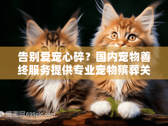 告别爱宠心碎？国内宠物善终服务提供专业宠物殡葬关怀