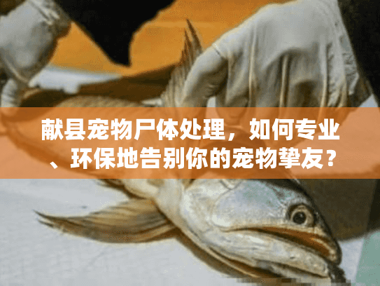 献县宠物尸体处理，如何专业、环保地告别你的宠物挚友？