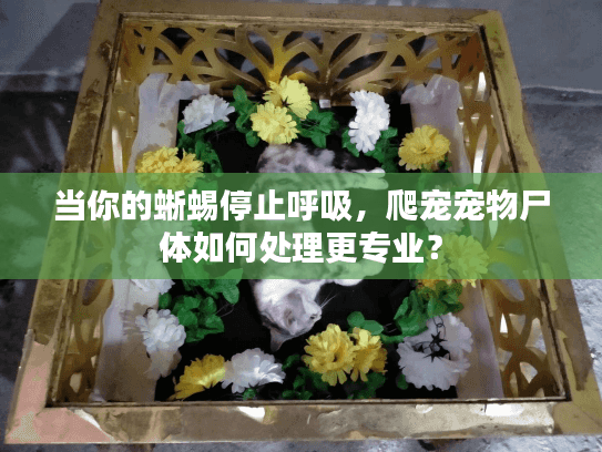 当你的蜥蜴停止呼吸，爬宠宠物尸体如何处理更专业？