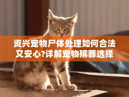 资兴宠物尸体处理如何合法又安心?详解宠物殡葬选择要点 资兴宠物尸体处理如何合法又安心?详解宠物殡葬选择要点