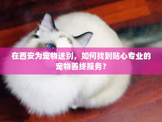 在西安为宠物送别，如何找到贴心专业的宠物善终服务？