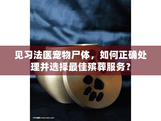 见习法医宠物尸体，如何正确处理并选择最佳殡葬服务？