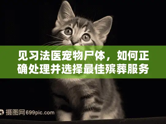 见习法医宠物尸体，如何正确处理并选择最佳殡葬服务？