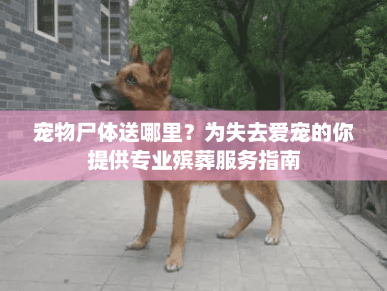 宠物尸体送哪里？为失去爱宠的你提供专业殡葬服务指南