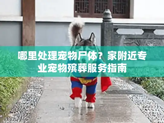 哪里处理宠物尸体?家附近专业宠物殡葬服务指南 哪里处理宠物尸体?家附近专业宠物殡葬服务指南