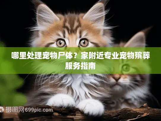 哪里处理宠物尸体?家附近专业宠物殡葬服务指南 哪里处理宠物尸体?家附近专业宠物殡葬服务指南