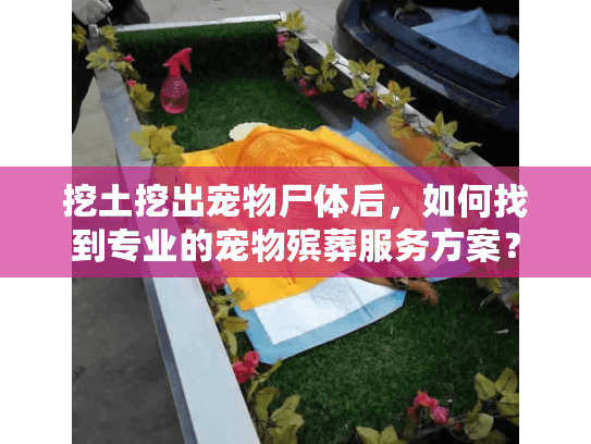 挖土挖出宠物尸体后，如何找到专业的宠物殡葬服务方案？