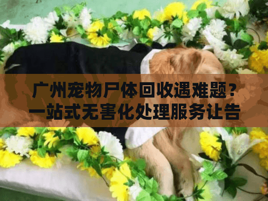 广州宠物尸体回收遇难题？一站式无害化处理服务让告别更体面