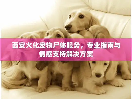西安火化宠物尸体服务，专业指南与情感支持解决方案