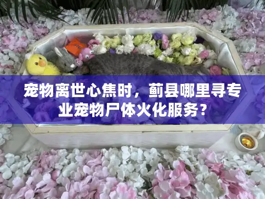 宠物离世心焦时，蓟县哪里寻专业宠物尸体火化服务？