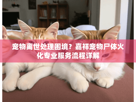 宠物离世处理困境？嘉祥宠物尸体火化专业服务流程详解