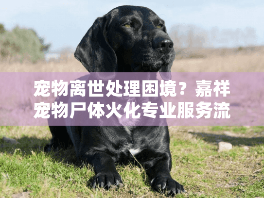 宠物离世处理困境？嘉祥宠物尸体火化专业服务流程详解