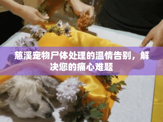 慈溪宠物尸体处理的温情告别,解决您的痛心难题 慈溪宠物尸体处理的温情告别,解决您的痛心难题