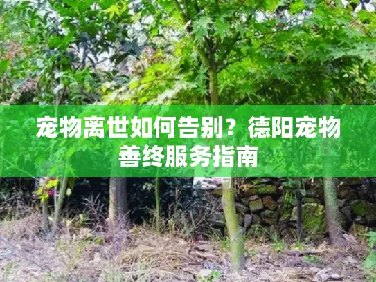 宠物离世如何告别？德阳宠物善终服务指南