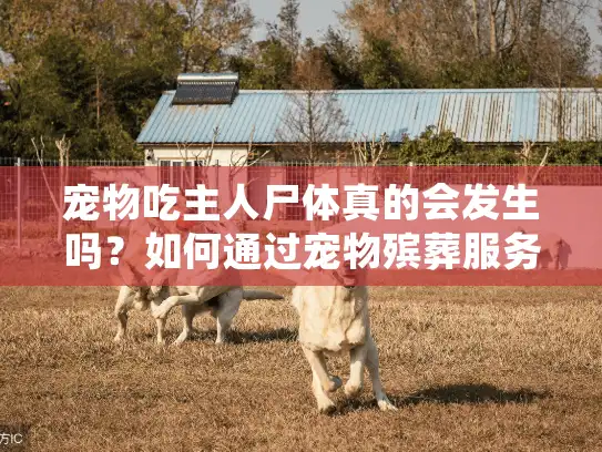 宠物吃主人尸体真的会发生吗？如何通过宠物殡葬服务预防悲剧？