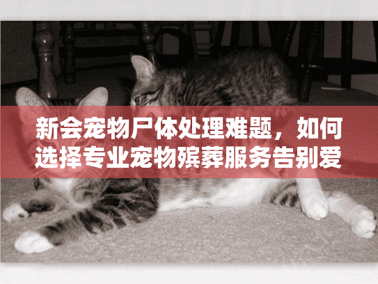 新会宠物尸体处理难题，如何选择专业宠物殡葬服务告别爱宠？