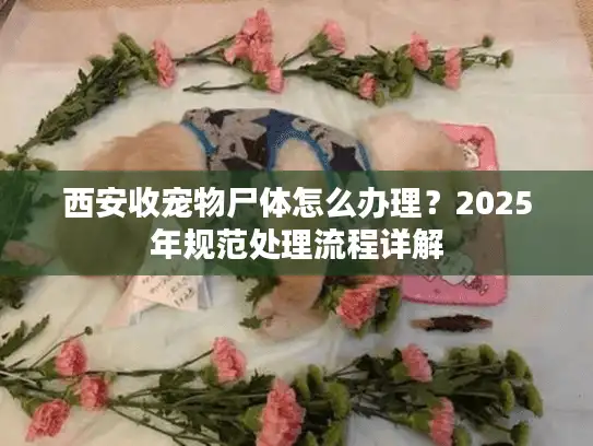 西安收宠物尸体怎么办理？2025年规范处理流程详解