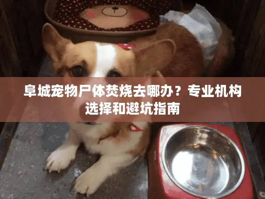 阜城宠物尸体焚烧去哪办？专业机构选择和避坑指南