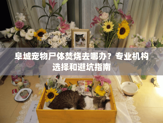 阜城宠物尸体焚烧去哪办？专业机构选择和避坑指南