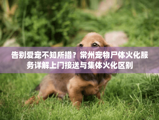 告别爱宠不知所措？常州宠物尸体火化服务详解上门接送与集体火化区别