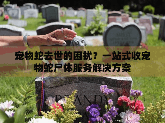 宠物蛇去世的困扰？一站式收宠物蛇尸体服务解决方案