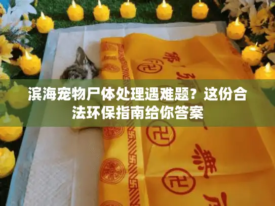 滨海宠物尸体处理遇难题？这份合法环保指南给你答案