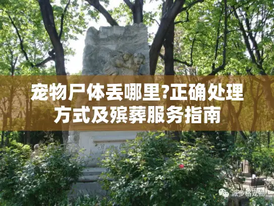 宠物尸体丢哪里?正确处理方式及殡葬服务指南 宠物尸体丢哪里?正确处理方式及殡葬服务指南