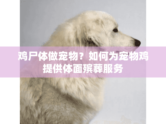 鸡尸体做宠物？如何为宠物鸡提供体面殡葬服务