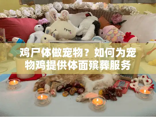 鸡尸体做宠物？如何为宠物鸡提供体面殡葬服务