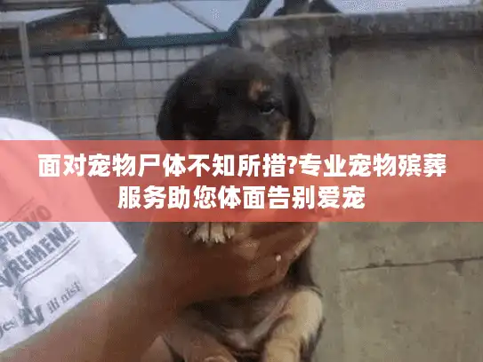 面对宠物尸体不知所措?专业宠物殡葬服务助您体面告别爱宠 面对宠物尸体不知所措?专业宠物殡葬服务助您体面告别爱宠