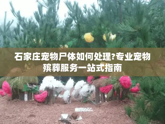 石家庄宠物尸体如何处理?专业宠物殡葬服务一站式指南 石家庄宠物尸体如何处理?专业宠物殡葬服务一站式指南