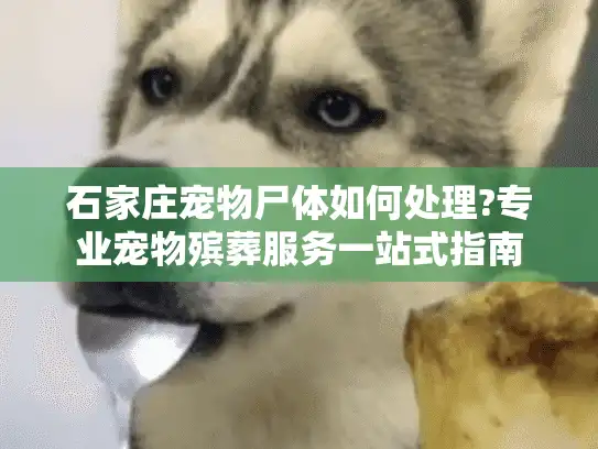石家庄宠物尸体如何处理?专业宠物殡葬服务一站式指南 石家庄宠物尸体如何处理?专业宠物殡葬服务一站式指南