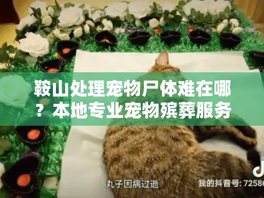 鞍山处理宠物尸体难在哪？本地专业宠物殡葬服务指南