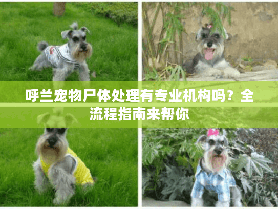 呼兰宠物尸体处理有专业机构吗？全流程指南来帮你