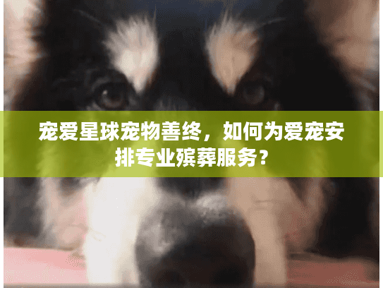 宠爱星球宠物善终,如何为爱宠安排专业殡葬服务? 宠爱星球宠物善终,如何为爱宠安排专业殡葬服务?