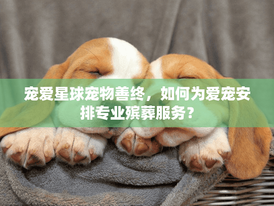 宠爱星球宠物善终,如何为爱宠安排专业殡葬服务? 宠爱星球宠物善终,如何为爱宠安排专业殡葬服务?