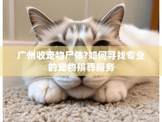 广州收宠物尸体?如何寻找专业的宠物殡葬服务