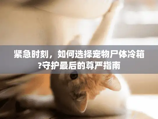 紧急时刻，如何选择宠物尸体冷箱?守护最后的尊严指南