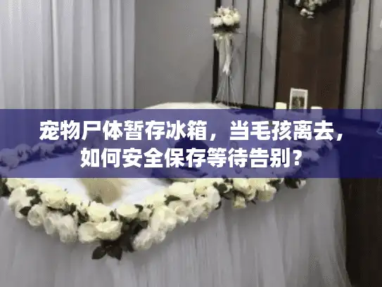 宠物尸体暂存冰箱，当毛孩离去，如何安全保存等待告别？