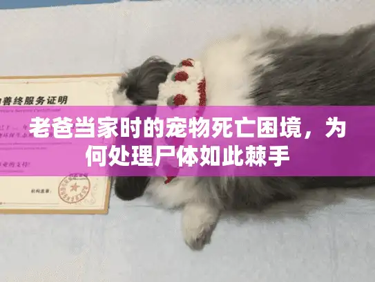 老爸当家时的宠物死亡困境，为何处理尸体如此棘手