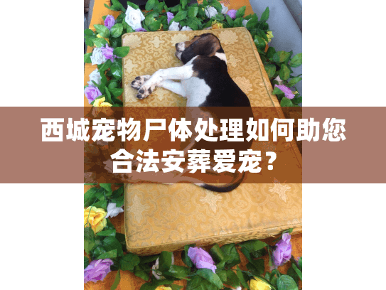 西城宠物尸体处理如何助您合法安葬爱宠？