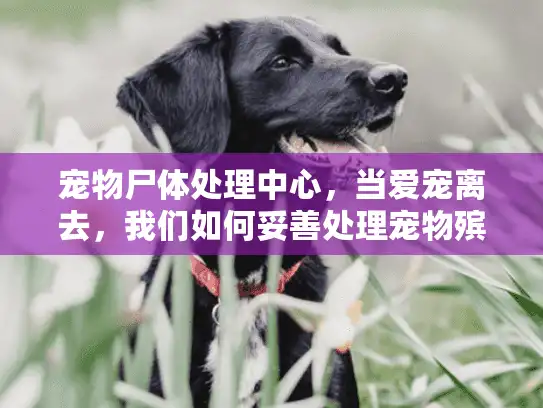 宠物尸体处理中心，当爱宠离去，我们如何妥善处理宠物殡葬服务？