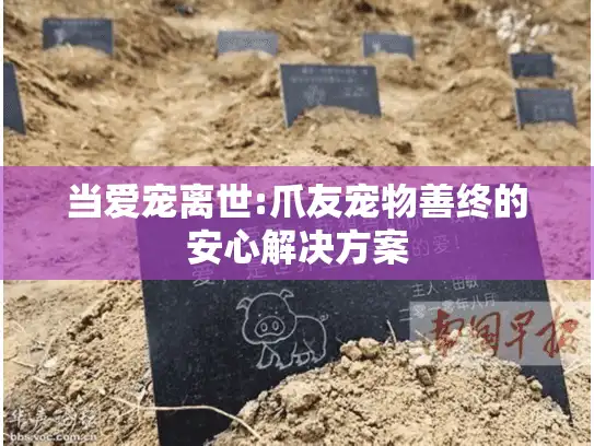 当爱宠离世:爪友宠物善终的安心解决方案