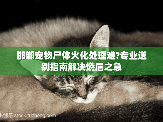 邯郸宠物尸体火化处理难?专业送别指南解决燃眉之急