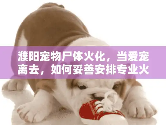 濮阳宠物尸体火化,当爱宠离去,如何妥善安排专业火化服务? 濮阳宠物尸体火化,当爱宠离去,如何妥善安排专业火化服务?
