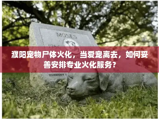 濮阳宠物尸体火化,当爱宠离去,如何妥善安排专业火化服务? 濮阳宠物尸体火化,当爱宠离去,如何妥善安排专业火化服务?