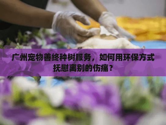 广州宠物善终种树服务,如何用环保方式抚慰离别的伤痛? 广州宠物善终种树服务,如何用环保方式抚慰离别的伤痛?