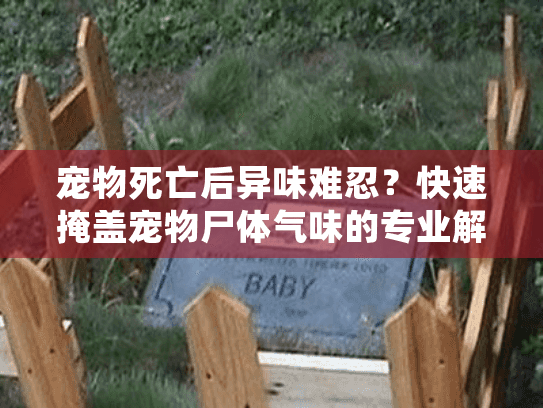 宠物死亡后异味难忍？快速掩盖宠物尸体气味的专业解决方案
