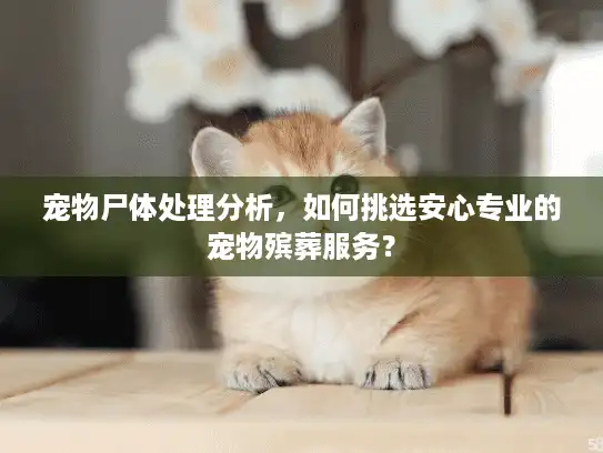 宠物尸体处理分析，如何挑选安心专业的宠物殡葬服务？